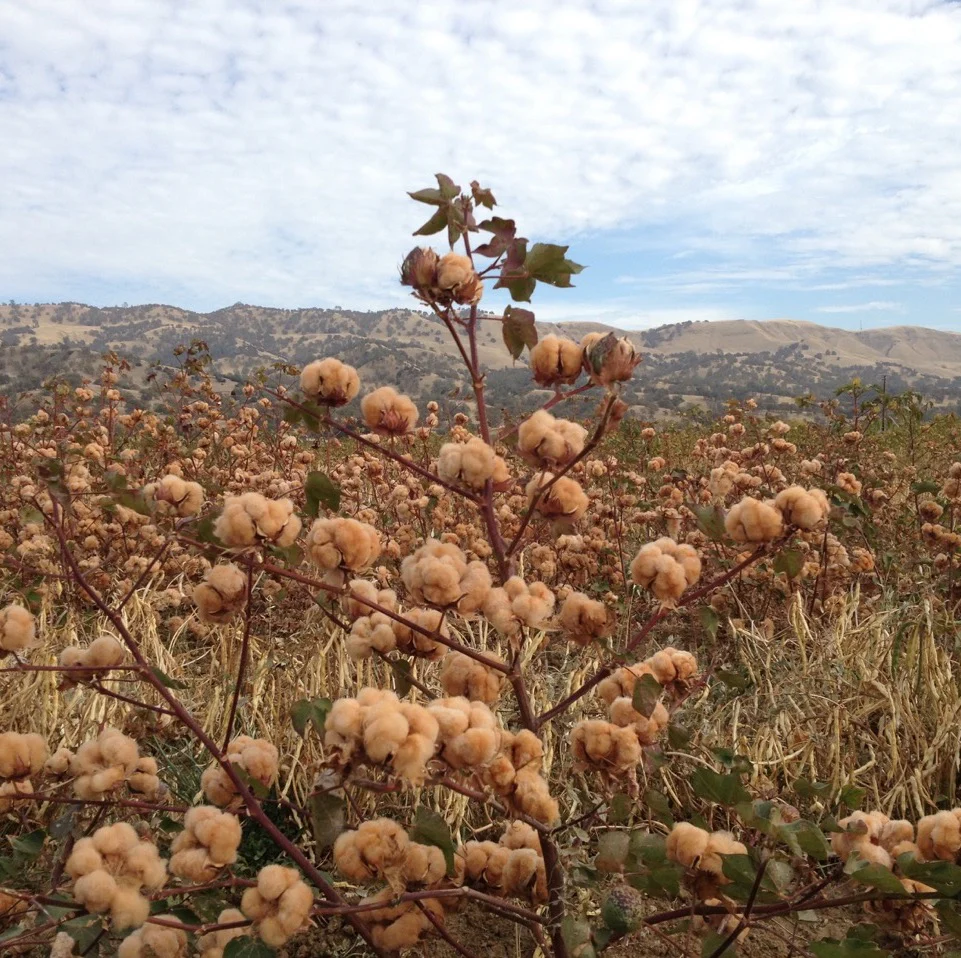 Cotton with Sally Fox, Marzia Lanfranchi, Giorgio Riello, Barbara Hahn, Adele Stafford and Trevor Burnard - Image 2