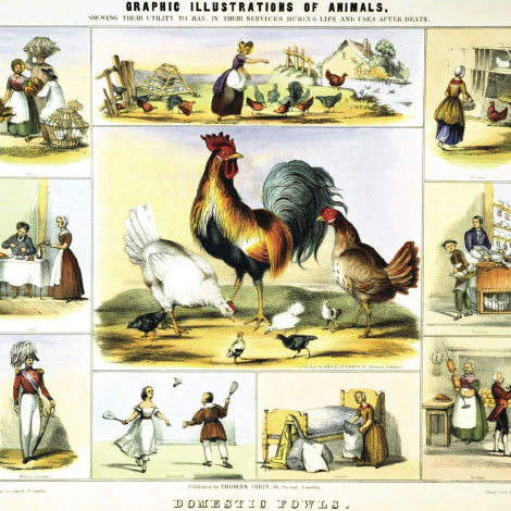 Issue 38 Zoological - Image 5